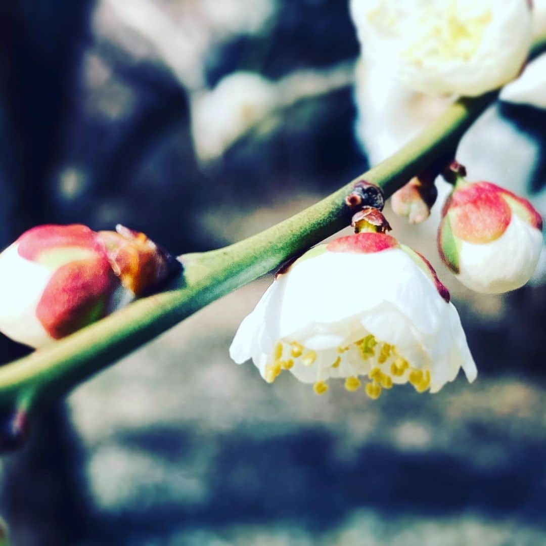 中野敬久さんのインスタグラム写真 - (中野敬久Instagram)「#flower #blossom #hope #white #monday」3月9日 9時32分 - hirohisanakano