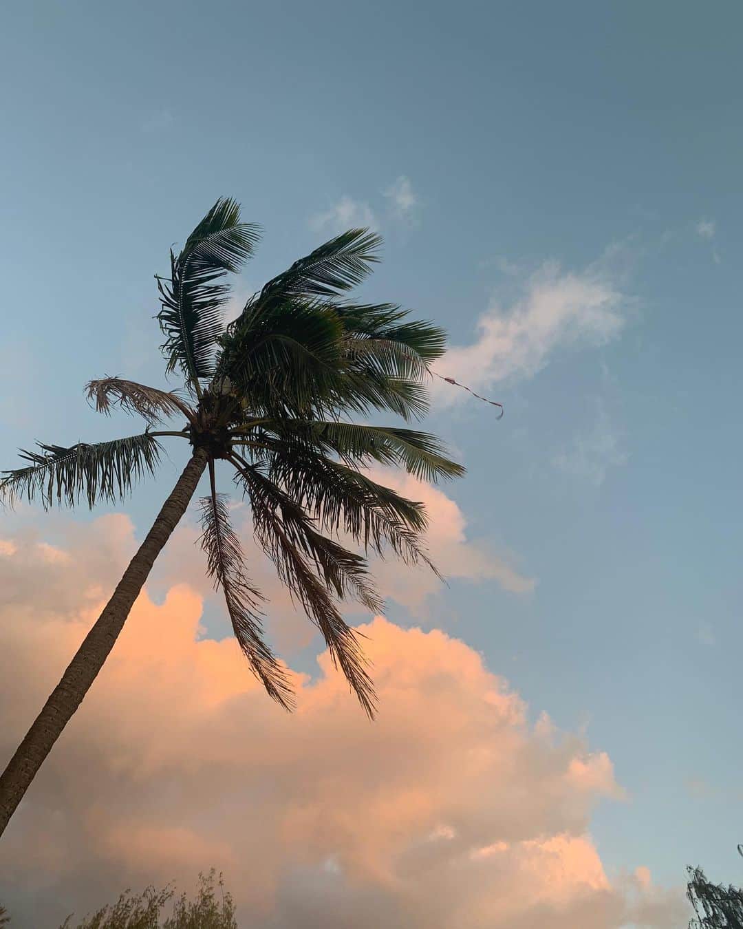 レオラさんのインスタグラム写真 - (レオラInstagram)「春を通り越して夏が待ち遠しい🧡💙💚 #Leola_LaLa #Leola #nofilter #palmtree #sky」3月9日 10時03分 - leola_official