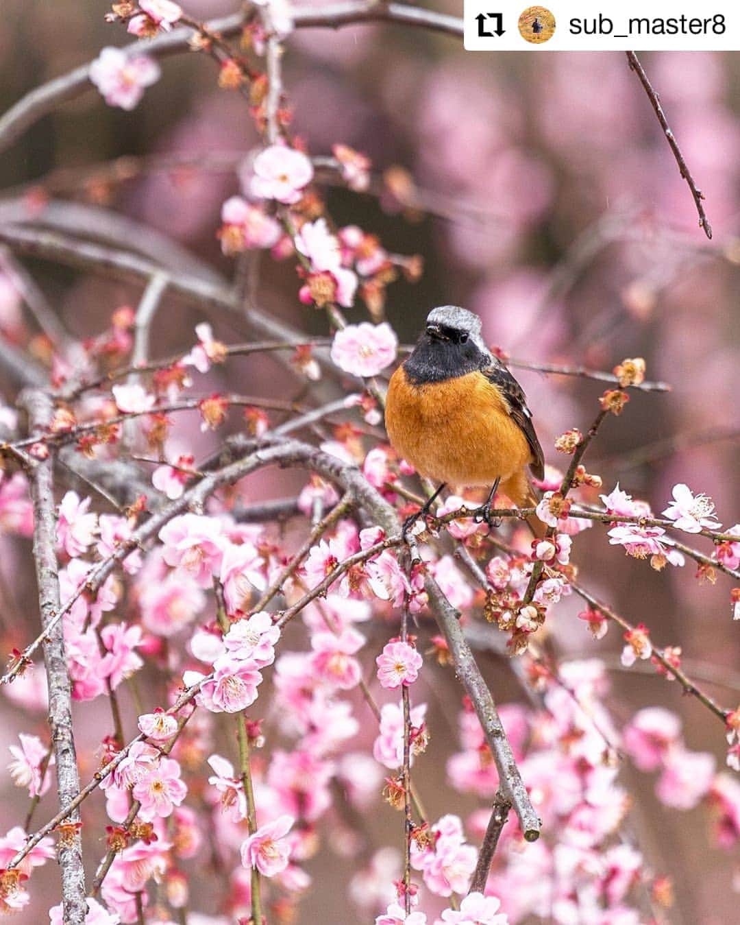 カメラのキタムラのインスタグラム
