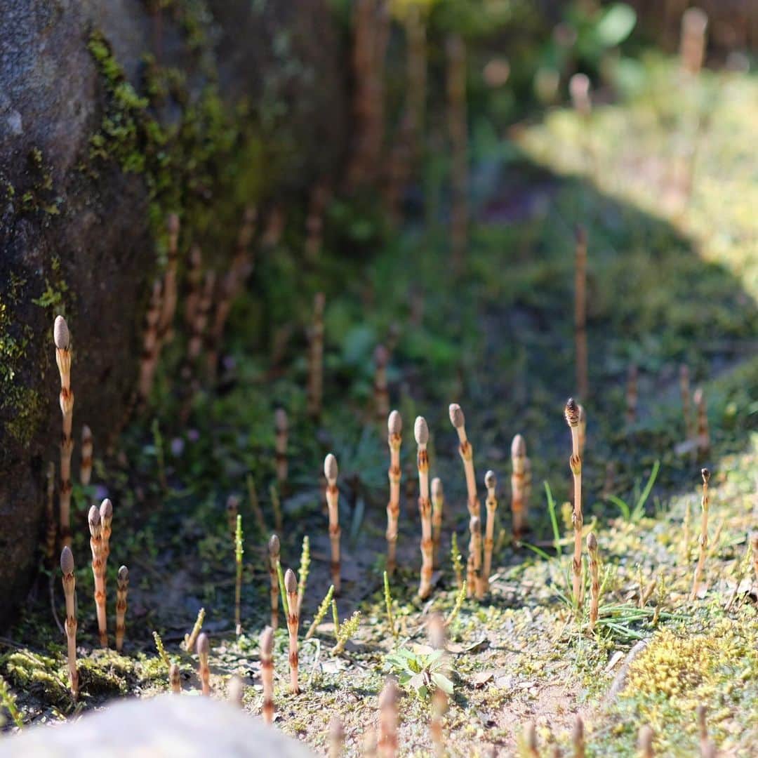 奈良 長谷寺 / nara hasederaのグルメインスタ