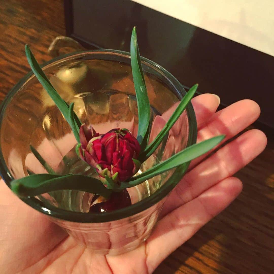 今村沙緒里のインスタグラム：「て、手乗り…💜💜 チューリップ！ もらっちゃいました🌷 かわいすぎて癒される＊ ・ Lovely charming Tulips💋 Flower shop ower presented me！！ Thanks🌷❤︎ ・ #gift #thanks #tulips #love #꽃 #사랑해 #チューリップ #手乗り #春 #会いたいな」