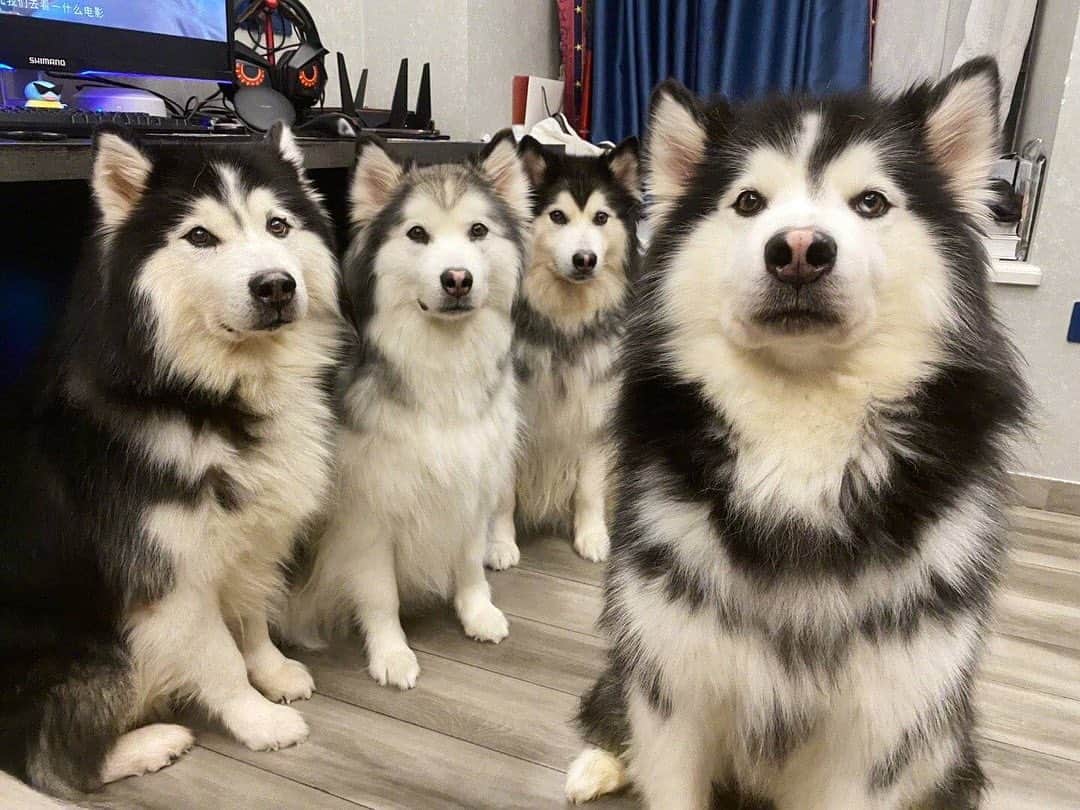 husky and malamuteのインスタグラム：「きちんとした家族.. From weibo：大锅只是喝醉 ……………………………………………………………… #alaskan#malamute#alaskanmalamute#alaskanhusky#malamutesofinstagram#puppylife#puppylove#puppydog#puppylover#dogdays#malamutepuppy#huskies#huskeypuppy#huskeiesreq#siberian#huskeiesofig#dogslife#dogsofnyc#cutedog#cutedogs#huskeypics#huskeylovers#huskygram#huskeylove#huskiesofinstagram#dogsofnyc#husky#狗」