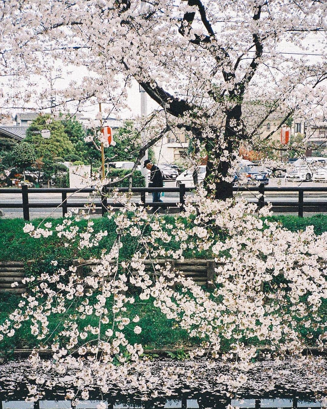 福田洋昭のインスタグラム：「Are we there yet? 🌸 #ContaxT2 #Portra400 #Film」