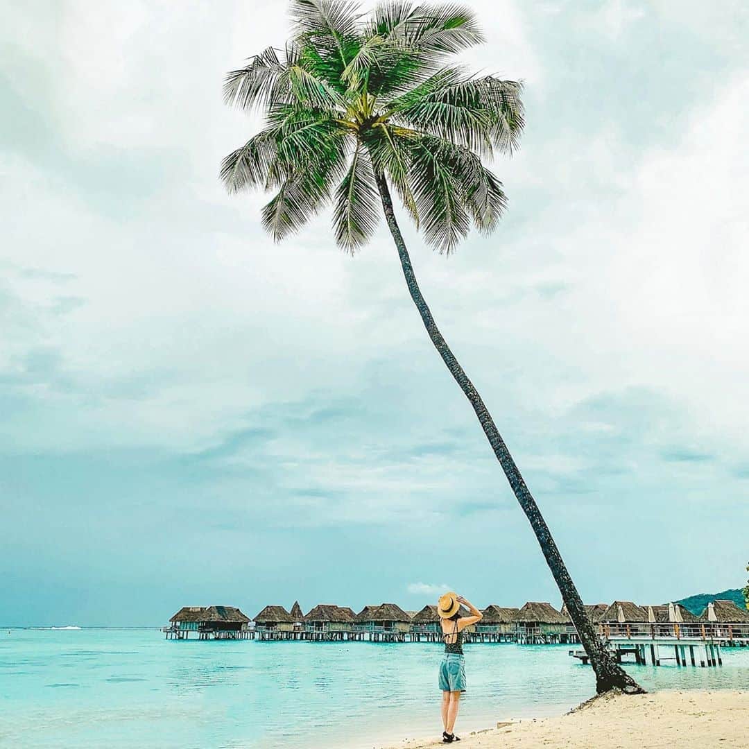 Hanako公式さんのインスタグラム写真 - (Hanako公式Instagram)「【#HanakoTravel】﻿ 📍今回はタヒチ島・モーレア島へ。旅したのは @_hikari_____さん。海と自然を身近に感じるアクティブ女子旅になりました🏝﻿ ﻿ 美しいビーチにグルメ、エステも満喫できるタヒチは女子旅にぴったり！大きなヤシの木を前に、思わずパシャリ。﻿ ﻿ #Hanako #Hanako_magazine #カメラ女子 #女子旅 #タビジョ #タヒチ旅行 #タヒチ #タヒチ島 #タヒチグルメ #モーレア島 #水上コテージ #TAHITI #旅の記録 ﻿ ﻿ 📣# Hanakotravel では4人のインスタグラファーが国内外のいろいろな土地を旅して、誌面とInstagramの両方で素敵な写真をお届しています。」3月9日 22時01分 - hanako_magazine