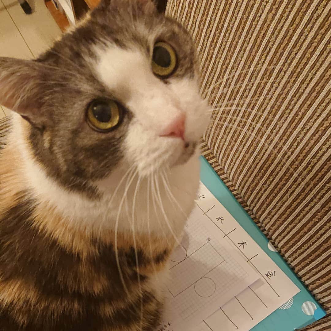 北剛彦のインスタグラム：「「紙があったら乗る、猫の使命よ。乗られたくないならさっさと宿題を済ます事ね」  #今日のちび様  #猫 #ねこ #ネコ #cat #ねこ部 #みんねこ  #それゆけペラリーマン」
