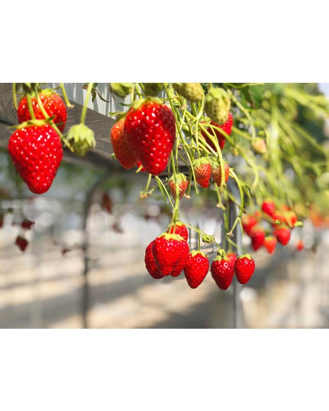 のインスタグラム：「. 2020.3.1 . イチゴ狩り🍓 . . #金井農園 #いちご狩り #with #mother  #1番のお気に入りは #かおり野」