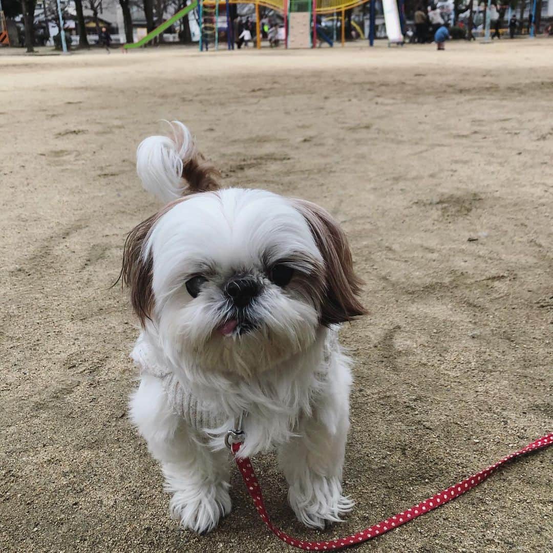 いりこのインスタグラム：「やけに貫禄あるなと思ったら殿様っぽいちょんまげあるやん。」