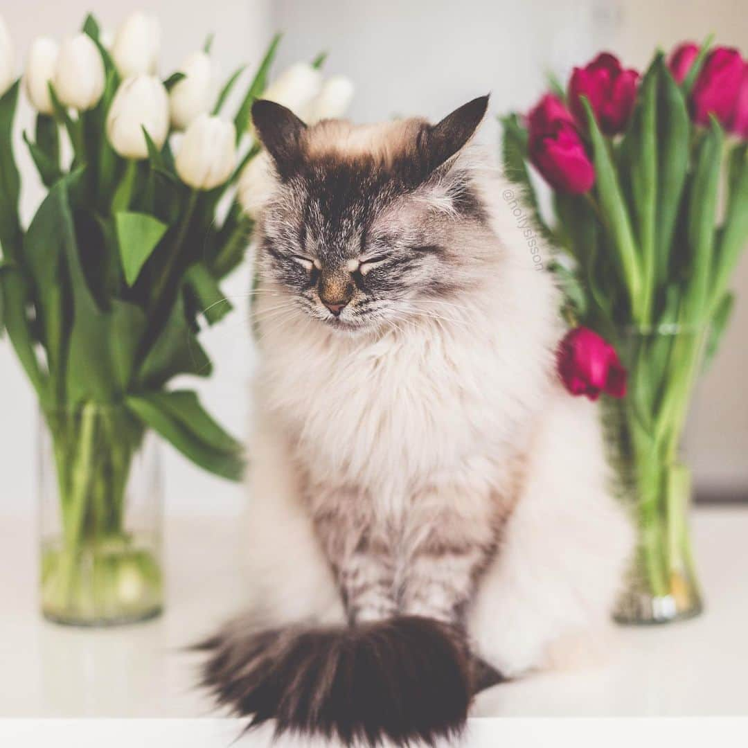 Holly Sissonさんのインスタグラム写真 - (Holly SissonInstagram)「Isn’t it about time for spring? ☺️🐱🌹 #cat #Toronto #SiberianCat (See more of Alice, Finnegan, and Oliver, on @pitterpatterfurryfeet) ~ Canon 1D X + 50 f1.4 @ f2 See my bio for full camera equipment information plus info on how I process my images. 😊」3月9日 22時36分 - hollysisson