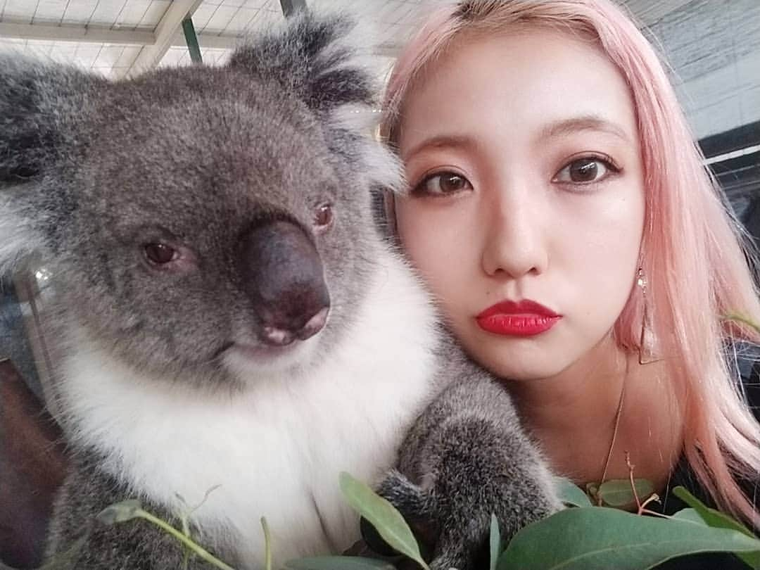 小林レイミさんのインスタグラム写真 - (小林レイミInstagram)「Tia gave to me lucky wink😍💘💘💘 #🐨 #wildanimals #koala #wink #sweetie #animal #wildlife #trip #travelpost #trip_shot #cuteness #funnyvideo」3月9日 13時50分 - _reimi._____