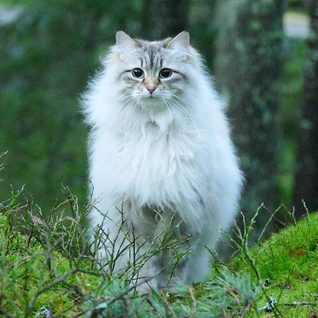 のインスタグラム：「So we meet again Monday 🙀🙀😹#cat#igcutest_animals #cat_features #cutepetclub #fluffypack #katt #bestmeow  #weeklyfluff #meow #AnimalAddicts #kittycat #cat #cats #kitten #kittens #kawaii #instacat #calico #neko #winter #snow #2019 #sibiriskkatt #siberiancat」