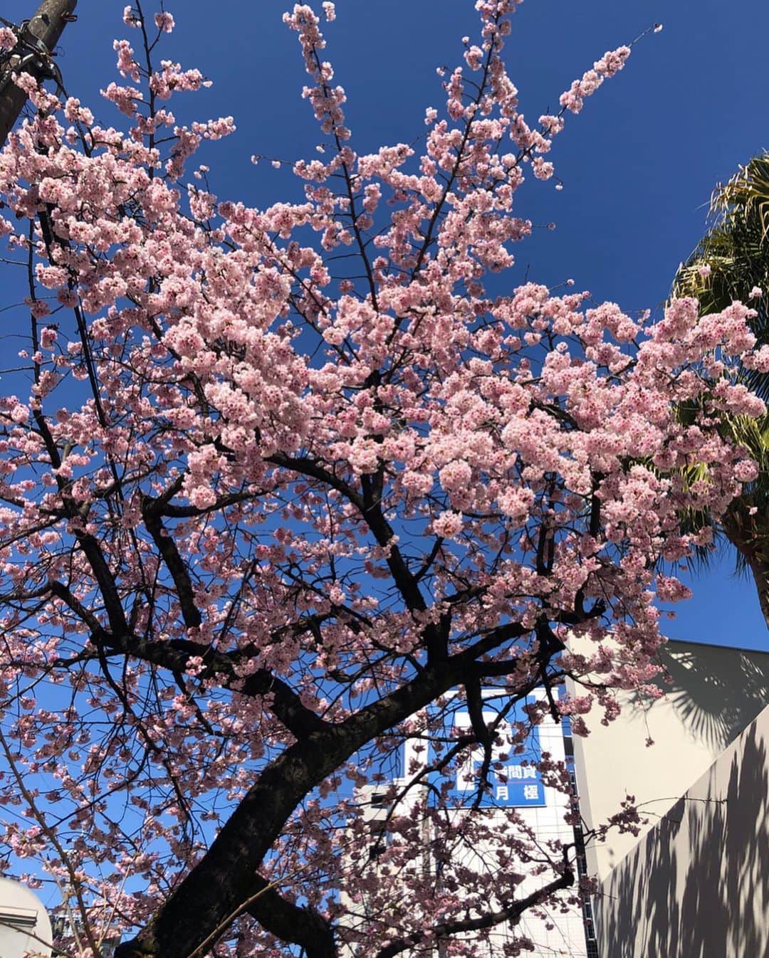 島津咲苗さんのインスタグラム写真 - (島津咲苗Instagram)「毎年当たり前のようにお花見をできていたことのありがたみを、今ひしひしと感じています。 . . . #オオカンザクラ #オオカンザクラの並木道  #大寒桜 #高岳 #桜 #sakura #春 #花のある暮らし #さくら🌸 #桜の名所 #写真好きな人と繋がりたい  #花好きな人と繋がりたい」3月9日 16時02分 - sanae_shimazu