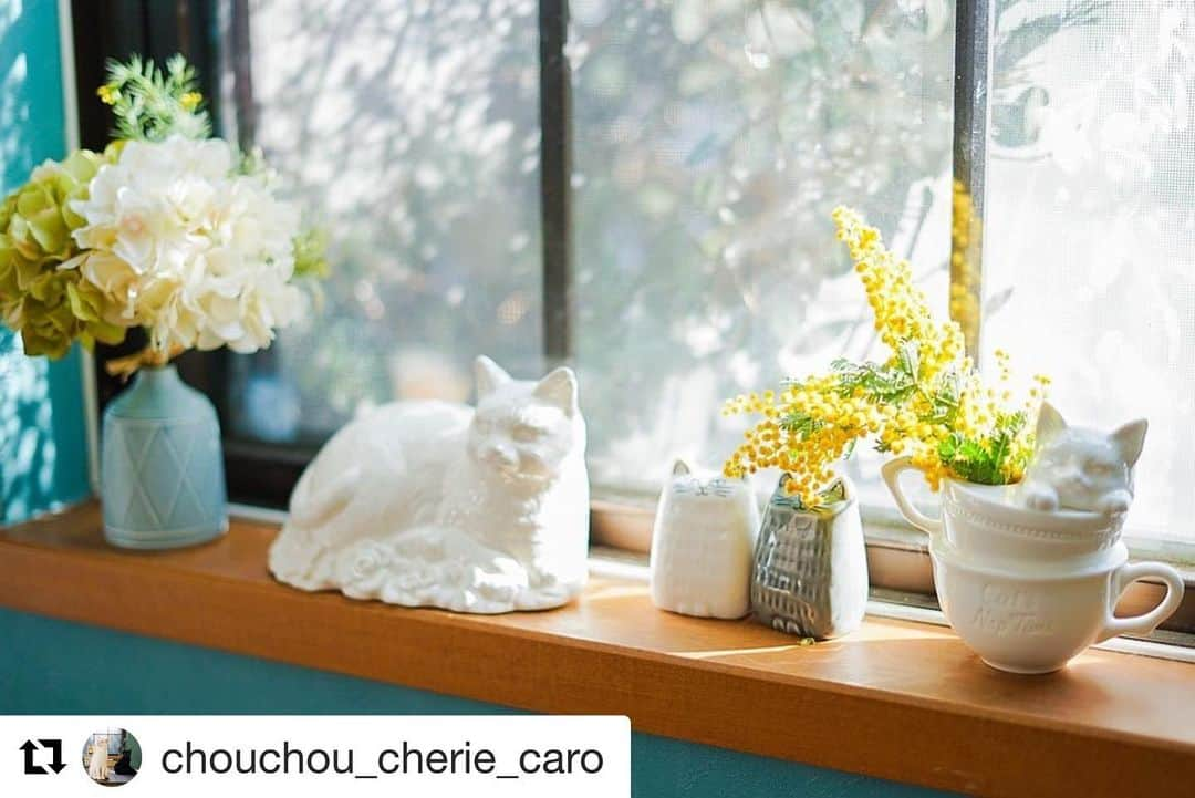 Cat's NapTimeのインスタグラム：「#Repost @chouchou_cherie_caro with @get_repost ・・・ . #今日も猫写真ないです #でも猫グッズに溢れてる . 今日はミモザの日💐 昨日に引き続きミモザです。 新しいcat's nap timeのフラワーベースも可愛いね！ 窓際に置くのにはちょうどいいサイズ感。 かわいい ✴︎ #ミモザの日 #ミモザ #catsnaptime #cats_naptime5 #cats_naptime #catsissue #afternoontea #猫グッズ #フラワーベース #窓際インテリア #mimosa」