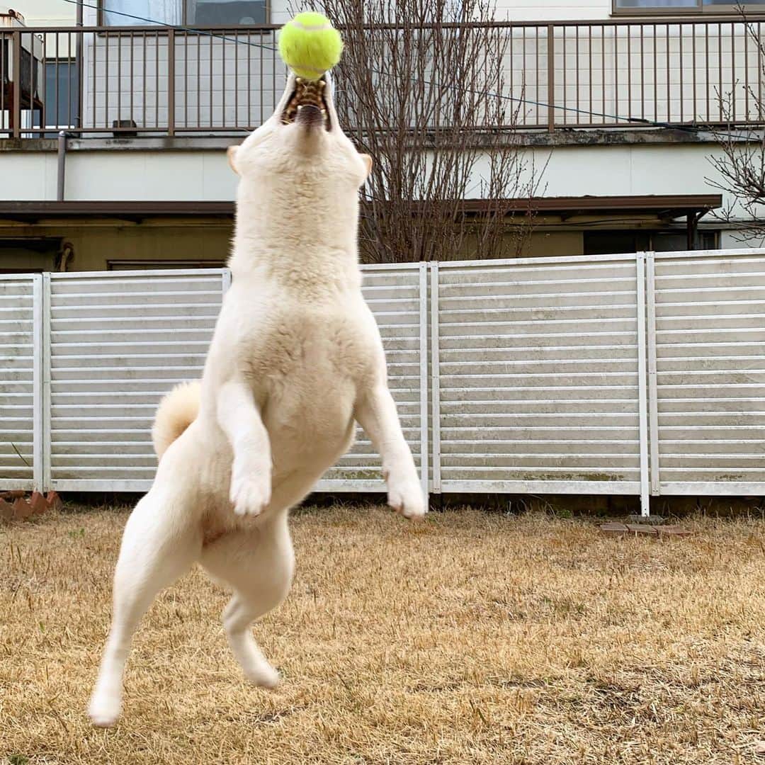 さなさんのインスタグラム写真 - (さなInstagram)「魔球の季節。  #犬みたい　#さなはシトだけれども #やる気は南半球から持ってきました #体ムッキムキ　#短足　#白ワニ #自主練」3月9日 17時32分 - uminoriharu