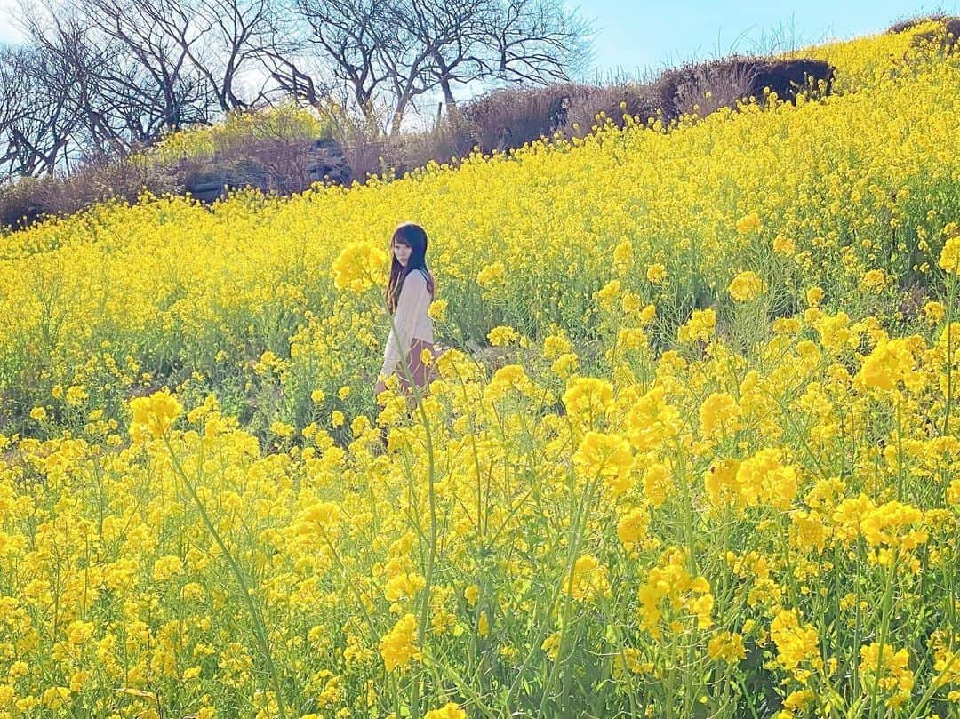 佐倉知里さんのインスタグラム写真 - (佐倉知里Instagram)「Field of Canola flowers❁⃘*.ﾟ . たくさんの菜の花に囲まれる♡ とても綺麗でした。 . . . #菜の花畑#黄色い絨毯#🌼#お花畑 #春の訪れ#マザー牧場 . . . からしお浸しでいただくのが好きです。 . #🍴」3月9日 18時03分 - chisa_tiara