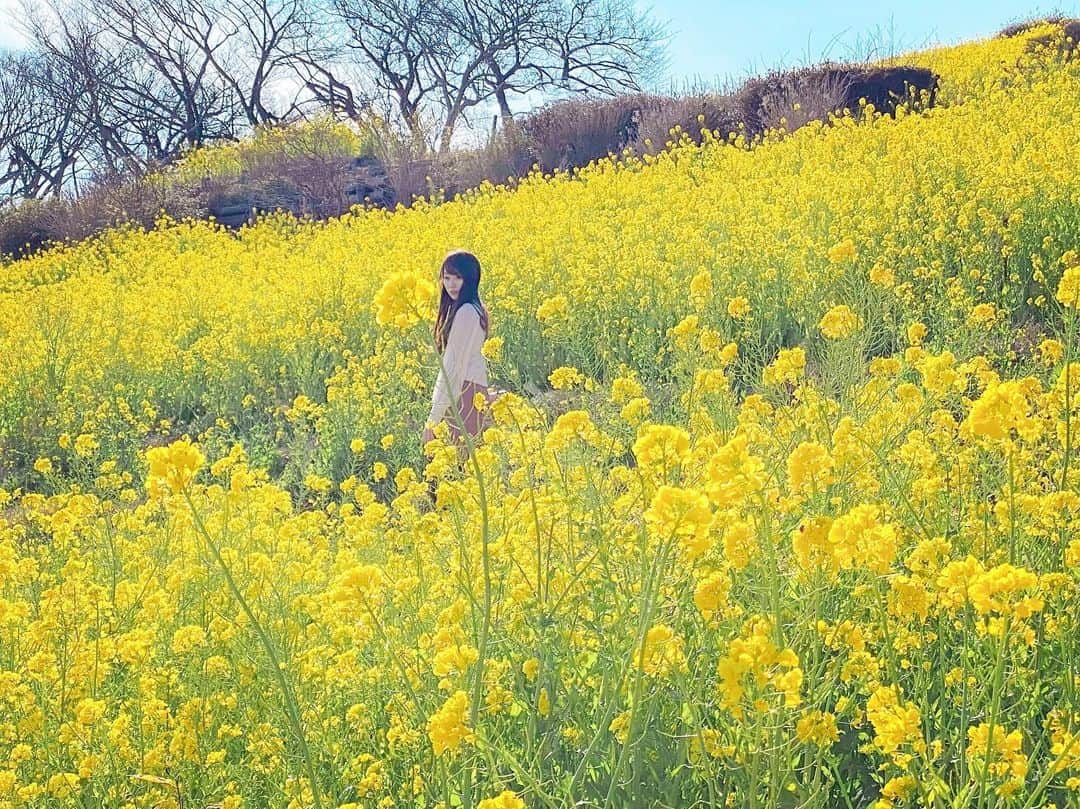 佐倉知里のインスタグラム：「Field of Canola flowers❁⃘*.ﾟ . たくさんの菜の花に囲まれる♡ とても綺麗でした。 . . . #菜の花畑#黄色い絨毯#🌼#お花畑 #春の訪れ#マザー牧場 . . . からしお浸しでいただくのが好きです。 . #🍴」