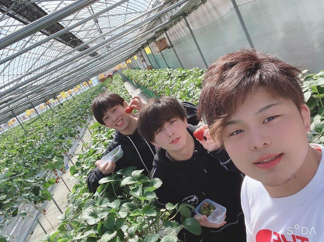 乙黒拓斗のインスタグラム：「いちご狩り🍓 ずっと行きたかったから行けてよかった！ しょーきくん、よっちさんありがとう😊」
