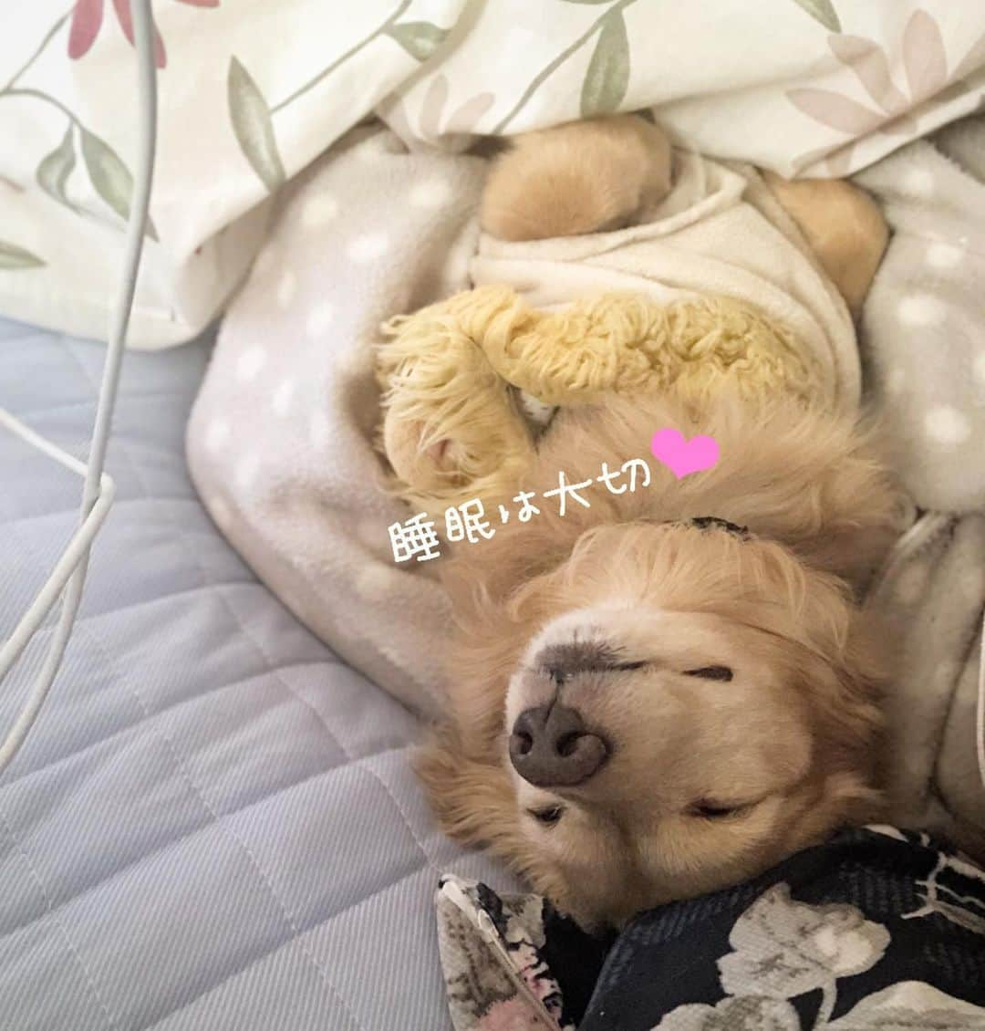 チズさんのインスタグラム写真 - (チズInstagram)「長生きの秘訣はよく寝ること😪💤 #添い寝 😴 #寝顔は天使 🐾 #寝る子は育つ ❤️ #頭隠して尻隠さず 😂 #シニアライフ満喫中 🌱 #いい夢みろよ 🐶💕 #Mダックス#ダックス#ミニチュアダックス #親父犬#シニア犬#ミニチュアダックスフンド #ミニチュアダックスクリーム#短足部 #短足犬#カニンヘンダックス #ダックス14歳#カニンヘンダックスフンド#犬は家族#犬のいる生活#インスタでわんこみるのが日課 ♡♡」3月9日 18時57分 - sqi.chizu