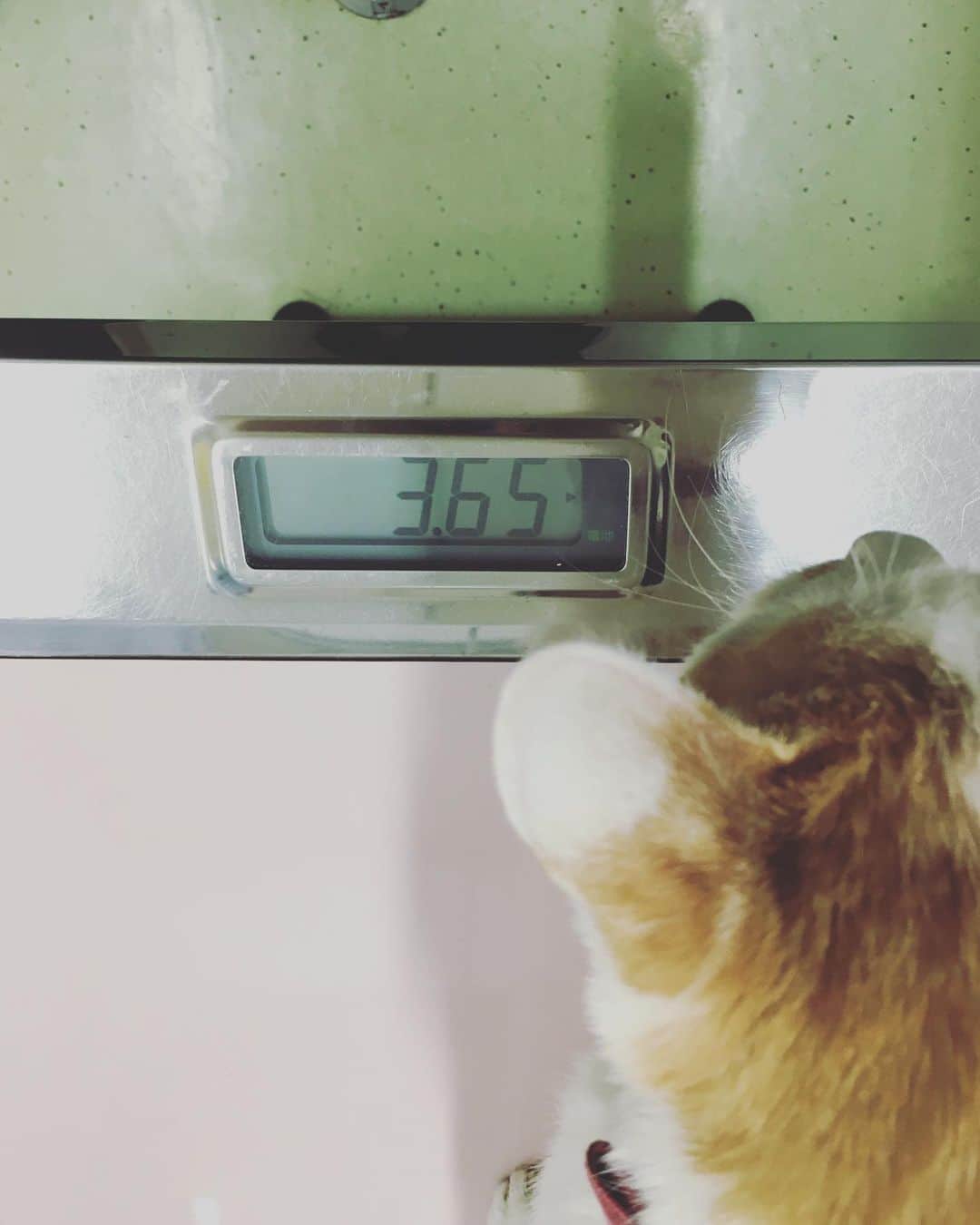 猫沢エミさんのインスタグラム写真 - (猫沢エミInstagram)「イオちゃん、術後のキズのチェックと血糖値検査のため病院へ。  全身麻酔の抜歯手術後にもかかわらず、体重はさらに100g増えて、3.65kgに❣️イオちゃん、キミはすごいおんなだよ。  イオを保護した当時の体重が1.85kgだったから、あとほんの5gで倍になる。よくここまで頑張ってくれた😭  歯茎の傷も順調に治っていて、これからますます美味しくごはんが食べられそう。肝心の血糖値は、インスリンを1/2に減らして１週間経過した数値が164と、少し高めになっていた。  ここで、完全にやめて数値を見てみることもできなくはないのだけれど、せっかくここまで順調に体重を増やしてきたのだから、焦らずしばし今の1mm投与を続けてみるべき、という意見が先生とも一致しました。慎重に、一歩ずつ健康山の頂上をめざすのだ。  もうひとつの懸念材料、貧血について。いくつかの原因が考えられる。ひとつは、加齢による腎臓から分泌されるホルモンが減ることによる貧血。しかし、血液検査の数値を見ると、今のところイオには目立った腎臓の問題はなく、むしろ骨髄にまつわるなんらかの問題が考えられるのだけど、その場合、ステロイド投与が必要になって、血糖値の数値を不安定にする可能性が高い。  骨髄系の病を見極めるための検査は、骨髄を摂取しなければならないのだけど、抜歯の手術を終えたばかりのイオに、そんな検査を今すぐやる必要はないと、先生も私も意見が一致した。  貧血の数値もギリギリのラインで、今すぐどうこうしてしまうものではないので、まずはなによりも糖尿病の寛解を目指して、ひとつずつ頑張ることに。  病院へ向かうエレベーターの中で、おとなりのヨークシャーテリアの小夏ちゃんとばったり会ってこんにちは。イオは、ふつう猫が嫌がる小さな子供もわんこもぜんぜん大丈夫な子。  病院からもどると、玄関に小夏ちゃんのママさんから『イオさんにお見舞いです。』と、春を告げるミモザの花束がかけられていた。  行き帰りのタクシーの運転手さんたち、病院の待合室で出会う他の動物の飼い主さんたち、小夏ちゃんのママ、イオの検査日を覚えていてかならず電話をくれるパリの彼、そしてお会いしたことはなくともイオのことをまるで自分のことのように見守ってくださっている方たち…本当に、たくさんの優しさに守られて、イオは健康山の登山を続けている。  イオがいなかったら知ることもなかった人々の善意に包まれて、私は途方もなく幸せな気持ちで日々いられています。  感謝💐  #猫沢イオ　#イオの糖尿病日記」3月9日 18時58分 - necozawaemi