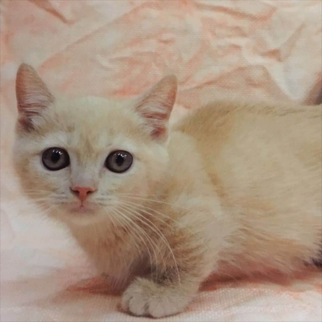 古市憲寿さんのインスタグラム写真 - (古市憲寿Instagram)「仔猫だった頃。 #ニャンスタグラム」3月9日 19時06分 - poe1985