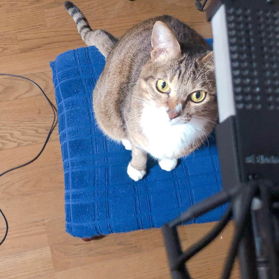 東出真緒さんのインスタグラム写真 - (東出真緒Instagram)「recording ? . #うちのアメリ #猫 #cat #ねこ #保護猫 #猫のいる暮らし」3月9日 19時42分 - mao_bigmama_vn