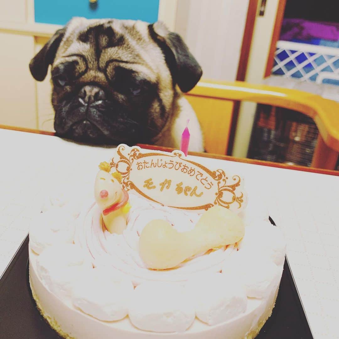 中川圭太のインスタグラム：「3/9は モカちゃん1歳のお誕生日でした🎊  2枚目は初めて家に来た日の写真です🥰 すくすくと大きくなりました🐶♡ これからも元気に過ごしてね🐶♡ #愛犬#モカ#1歳#お誕生日おめでとう」