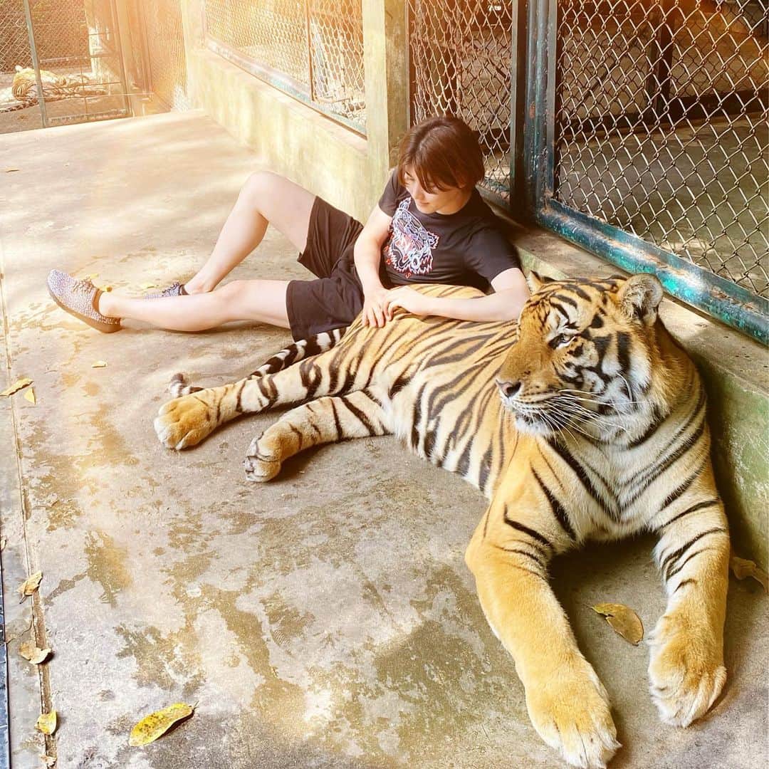 田川大樹のインスタグラム：「でっかいネコちゃんだなぁ🐈﻿ ﻿ This is a big cat.﻿ ﻿ #cat #Tiger #Wild #animal﻿ #ネコ　#虎　#トラ　🐯　#田川大樹」