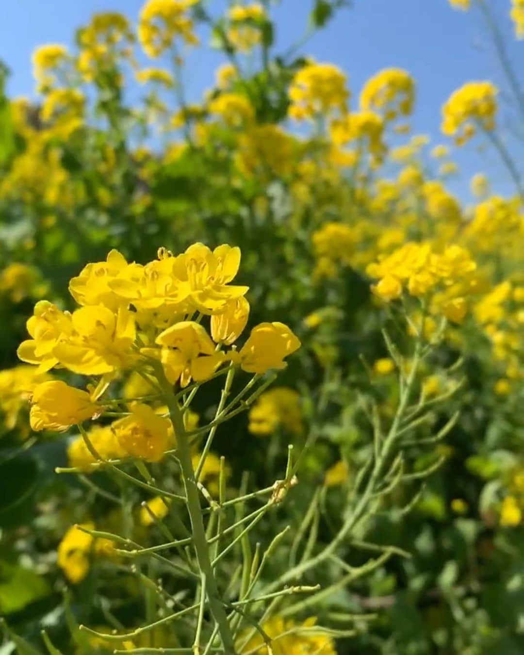 木部さんのインスタグラム：「春はもうそこまで来ています！﻿ ﻿ ﻿ 新型コロナが早く終息して、また旅行に行きたいなぁ〜！﻿ ﻿ ﻿  #菜の花畑 #菜の花 #黄色い花 #いい天気#春が来た ☀️ #黄色 #yellowflowers #springhascome #yellow #goodweather #canolafields #canolaflower」