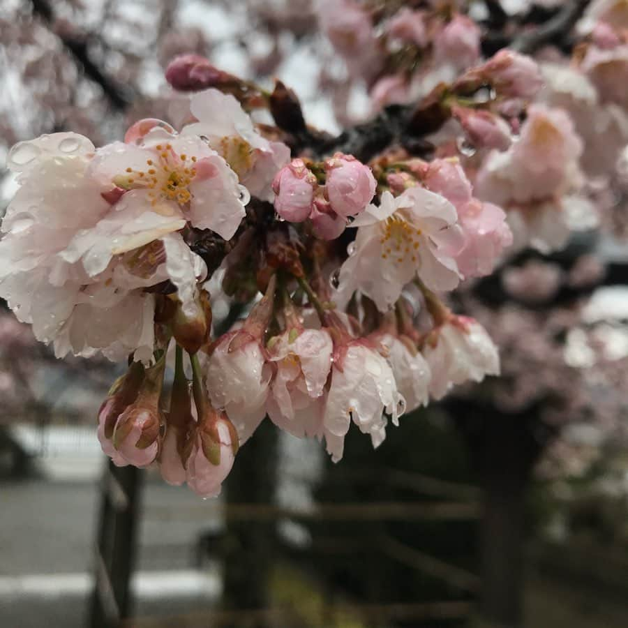 暁成実のインスタグラム：「2020.3.8.SUN ・ ・ ・ 🌸×☔＝🙆‍♀️✨ ・ ・ #京都観光 #桜 #雨 #cherryblossom #rain #spring #京都人 #仮面女子候補生west #暁成実 #大阪 #アイドル #仮面女子シアター #振り返り投稿 #followｍe」