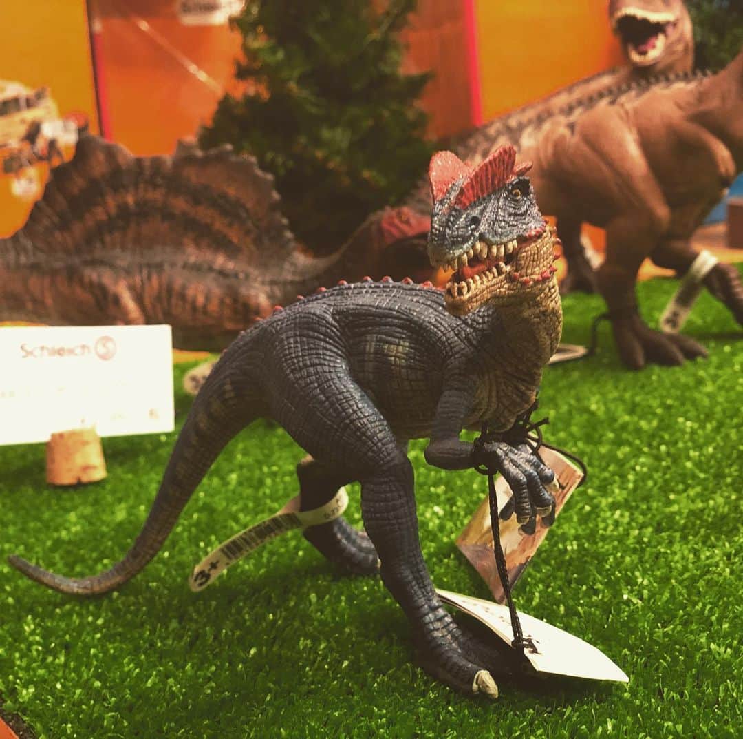 kidzoo+さんのインスタグラム写真 - (kidzoo+Instagram)「【14567 ディロフォサウルス】  約2億から1億9200万年前のジュラ紀前期に生息したディロフォサウルスは、体長6メートル前後、先史時代最初の大型肉食恐竜の一種。  ディロフォサウルスは、先史時代に生息したトカゲ類の中でコンプソグナトゥスとヴェロキラプトルに次いで3番目に速いスピードで走る恐竜です。体長6メートルと大型でありながら体重は500キロ程度しかありませんでした。長く強靭な後脚で時速40キロメートル近いスピードで走ることができました。頭部には立派な骨の鶏冠（とさか）が2つついていたため「ダブル・クレスト・リザード（ふたつの鶏冠を持つトカゲ）」とも呼ばれています。この鶏冠は大きさのわりには薄いため防具としての機能はなく、ライバルを威嚇するための装飾だったと考えられています。  口を開閉することができ、手も動かせます❗️ 太古の時代にどんな恐竜がいたのかなど、シュライヒのフィギュアでの遊びを通して、子供の想像力や主体性を育みましょう♬♬ ————————————————— 商品の詳細はプロフィールのURLからご覧いただけます！☛ @kidzooplus .  #kids #kidzooplus #シュライヒ #schleich #恐竜 #ダイナソー #ジュラシックワールド #名古屋 #フィギュア #子供 #名東区 #インテリア #プレゼント #ディロフォサウルス #ジュラ紀 #ジュラ紀前期 #ジオラマ #太古の時代 #コレクター #知育玩具 #誕生日プレゼント #誕生日 #贈り物」3月9日 20時42分 - kidzooplus