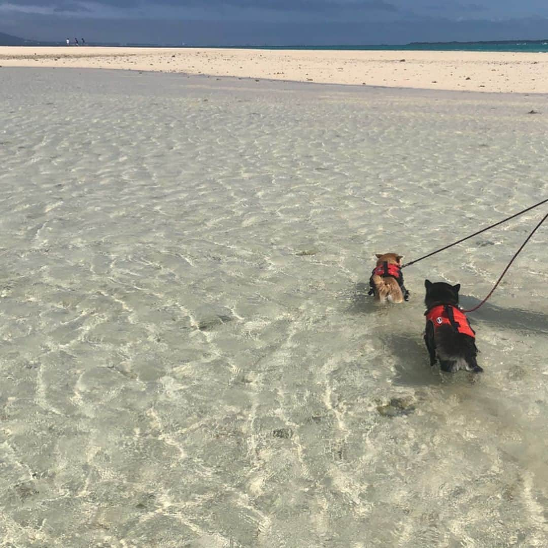 豆柴なつ&ふゆさんのインスタグラム写真 - (豆柴なつ&ふゆInstagram)「Let's swimming😆‼️🏝 幻の島で初泳ぎ😆‼️🏝 #小浜島　#マリンブルー#綺麗 #幻の島 #犬連れ旅行 #travel #石垣島旅行　#swimming #旅行 #ビーチ#シバフル #わんダフォ #shibamania  #柴犬ライフ#pecoいぬ部 #shiba_snap  #instashiba#cutedogs  #柴犬#shiba #shibainu #shibastagram  #pecoいぬ部 #犬バカ部  #instafollow #dogoftheday  #🐕📷 #theshibasociety  #柴#proudshibas  #柴犬ライフ」3月9日 21時11分 - mameshiba.natsuinu56