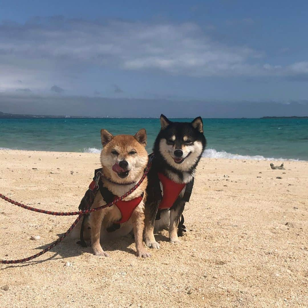 豆柴なつ&ふゆさんのインスタグラム写真 - (豆柴なつ&ふゆInstagram)「Let's swimming😆‼️🏝 幻の島で初泳ぎ😆‼️🏝 #小浜島　#マリンブルー#綺麗 #幻の島 #犬連れ旅行 #travel #石垣島旅行　#swimming #旅行 #ビーチ#シバフル #わんダフォ #shibamania  #柴犬ライフ#pecoいぬ部 #shiba_snap  #instashiba#cutedogs  #柴犬#shiba #shibainu #shibastagram  #pecoいぬ部 #犬バカ部  #instafollow #dogoftheday  #🐕📷 #theshibasociety  #柴#proudshibas  #柴犬ライフ」3月9日 21時11分 - mameshiba.natsuinu56