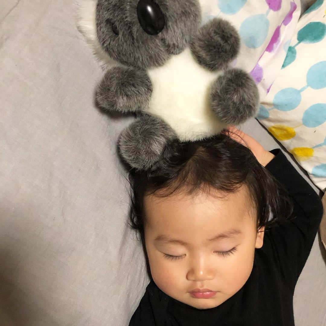森本容子さんのインスタグラム写真 - (森本容子Instagram)「なぜ、そうなった。パパにもらったコアラを頭につけて寝てました😁寝ながら手触り確かめ中」3月9日 21時04分 - yocomorimoto
