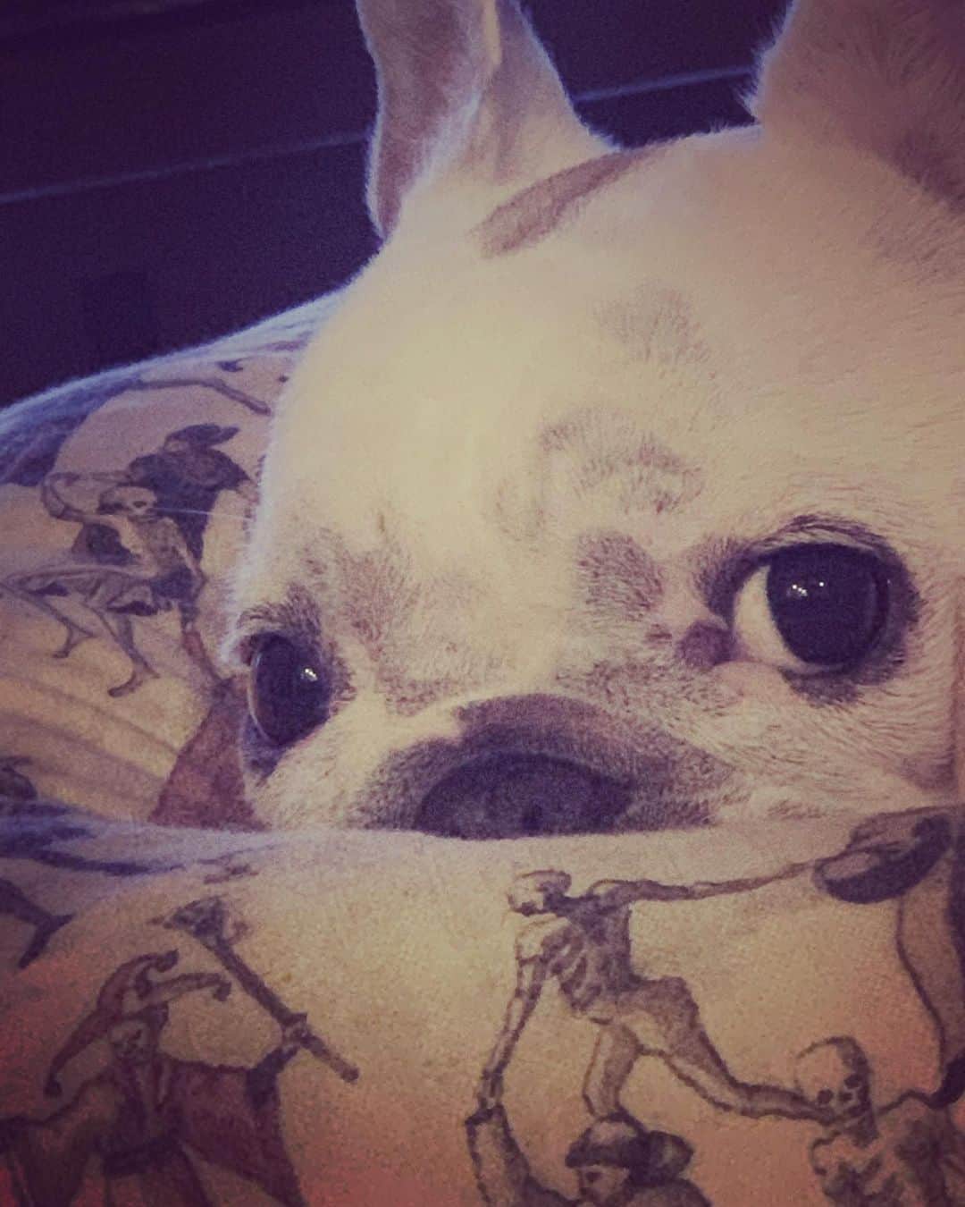 鑑田幸代のインスタグラム：「ただいま🖤🖤 #ごめん #明日は散歩に行くよ #frenchbulldog  #frenchbulldogs  #french_bulldogs  #frenchie  #buhi  #ハニーパイド #フレブル  #グース #グーちゃん」