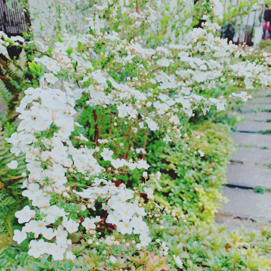 沢口千恵のインスタグラム：「この４日間くらいずっと 不思議な夢をみる。  そこはこの写真のような淡い色彩の世界。  それがやはりあちら側の夢のようで まったく“いい夢”でないのだけど （むしろ“いやな夢“寄り）  それでも目覚めは ささやかに懐かしく ささやかに嬉しい。」
