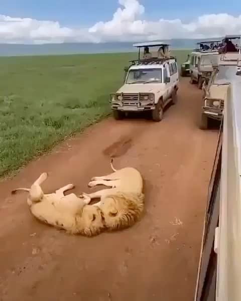 WildLifeのインスタグラム：「@discoverlions ❤️ Coalition of Male brothers in the Ngorongoro Crater, Tanzania 🇹🇿 Video by @visit__tanzania」
