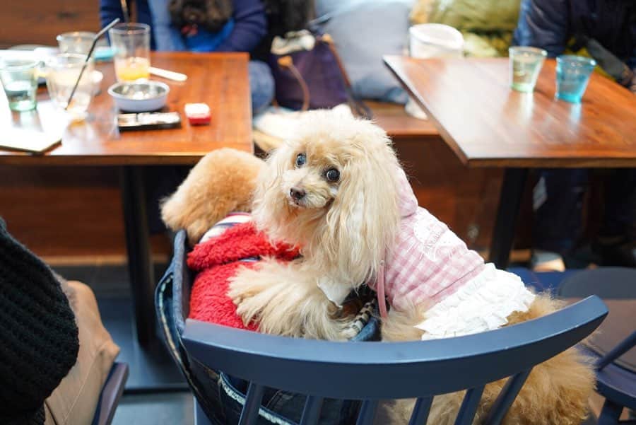 Toypoodle Mikuru?Asakusa Tokyoのインスタグラム：「20200310 Tuesday. Good morning! Friends 🌷 朝から雨☔️で、お散歩不可能。 昨夜はよるんぽもたくさんしたから我慢してね🥺 . This photo is... 20200126 Sunday. 下町❺ & Special guest✨様による新年会🍻 ❶ むぎちゃん @yoppykei 押さえ込み みくるんで何故かドヤ顔😰 ❷ 集合写真だよ 左から ムネオくん @muneo_0227  もみちゃん、むぎちゃん @yoppykei  ハムくん @miyukiham  トロちゃん @jun_toro_8191019  みくる @i.am.mikuru  レイちゃん @reira_823  ニーナちゃん @nina_409  ラニちゃん、リコちゃん、レアちゃん @lani_lea_liko . 新年会の写真を今頃😅スミマセン 楽しい時間をありがとうございました✨🙏🏻💓 . #新年会 #押さえ込み #シニアの見せ所 なのか？😰 #ツァイス写真部」