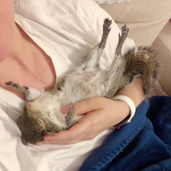 のインスタグラム：「Jill being a total mood.⁣ ⁣ ⁣ ⁣ ⁣ #petsquirrel #squirrel #squirrels #squirrellove #squirrellife #squirrelsofig #squirrelsofinstagram #easterngreysquirrel #easterngraysquirrel #ilovesquirrels #petsofinstagram #jillthesquirrel #thisgirlisasquirrel #mood #totalmood #squirrelsleeping」