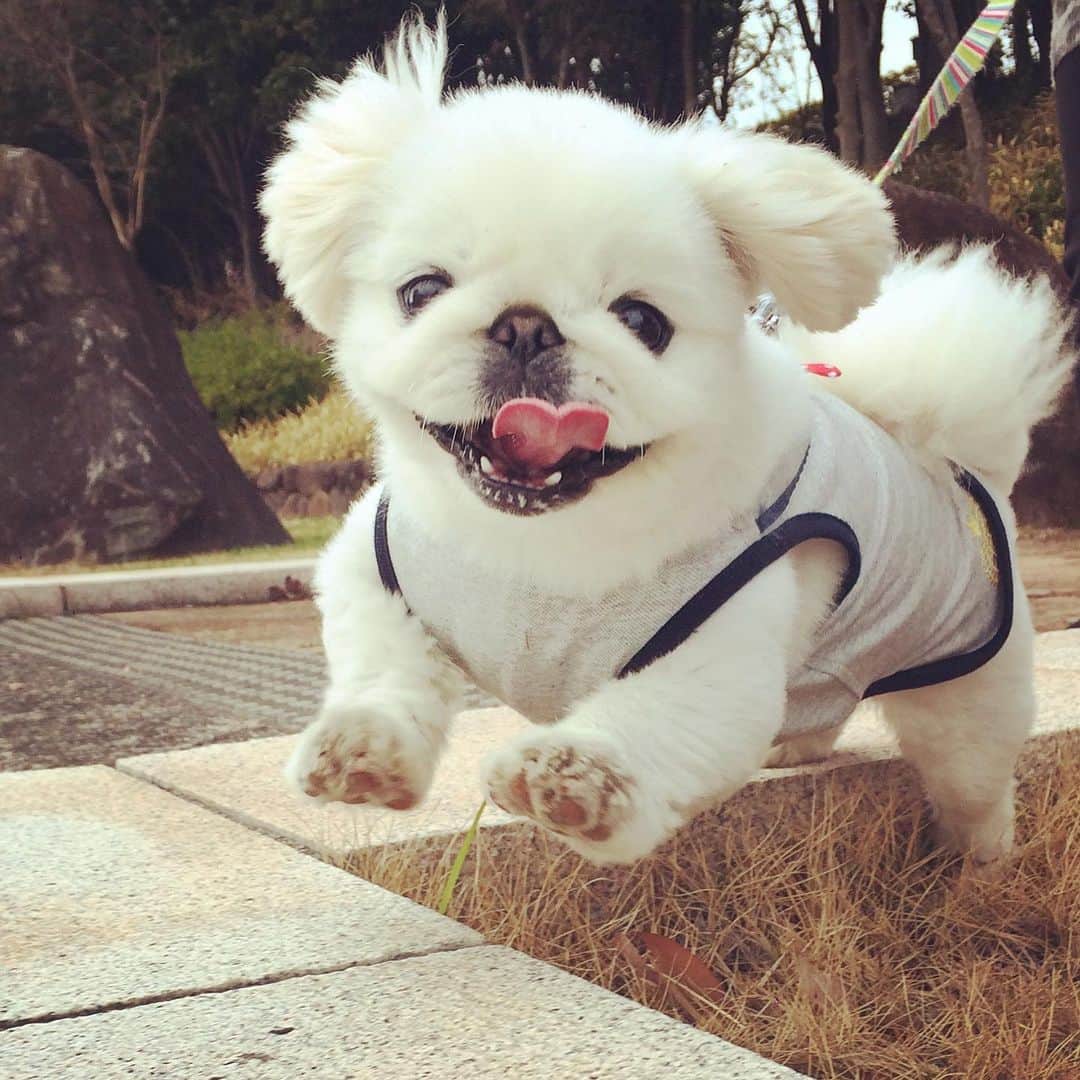 こなつのインスタグラム：「🐶💛今日も一日お疲れさまでした🌈🌈🌈」