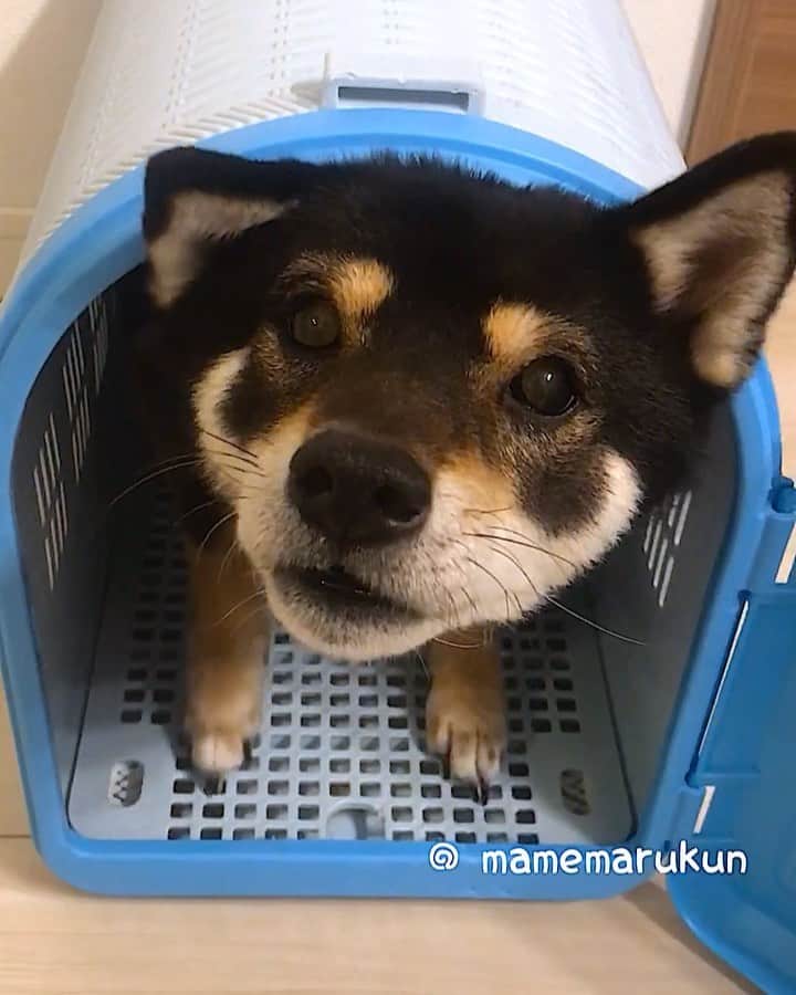 のインスタグラム：「* * べっそー🏠でまったりしてたら おやつ🍪もらったよ🐶💓 * I’m ready for a snack🐶💓 * #ぼくがおうちに来たときのキャリー🐶 #せまいけどおちつくよ💓 #まめ丸の別荘 🏠シリーズ * #柴犬#豆柴#柴#黒柴#黒豆柴#犬#日本犬#shiba#shibainu#shibastagram#shibadog#puppy#instadog#dogstagram#dog#instashiba#petstagram#pet#buzzfeedanimals#cute#cutedog#강아지#멍스타그램#weeklyfluff#dailyfluff」