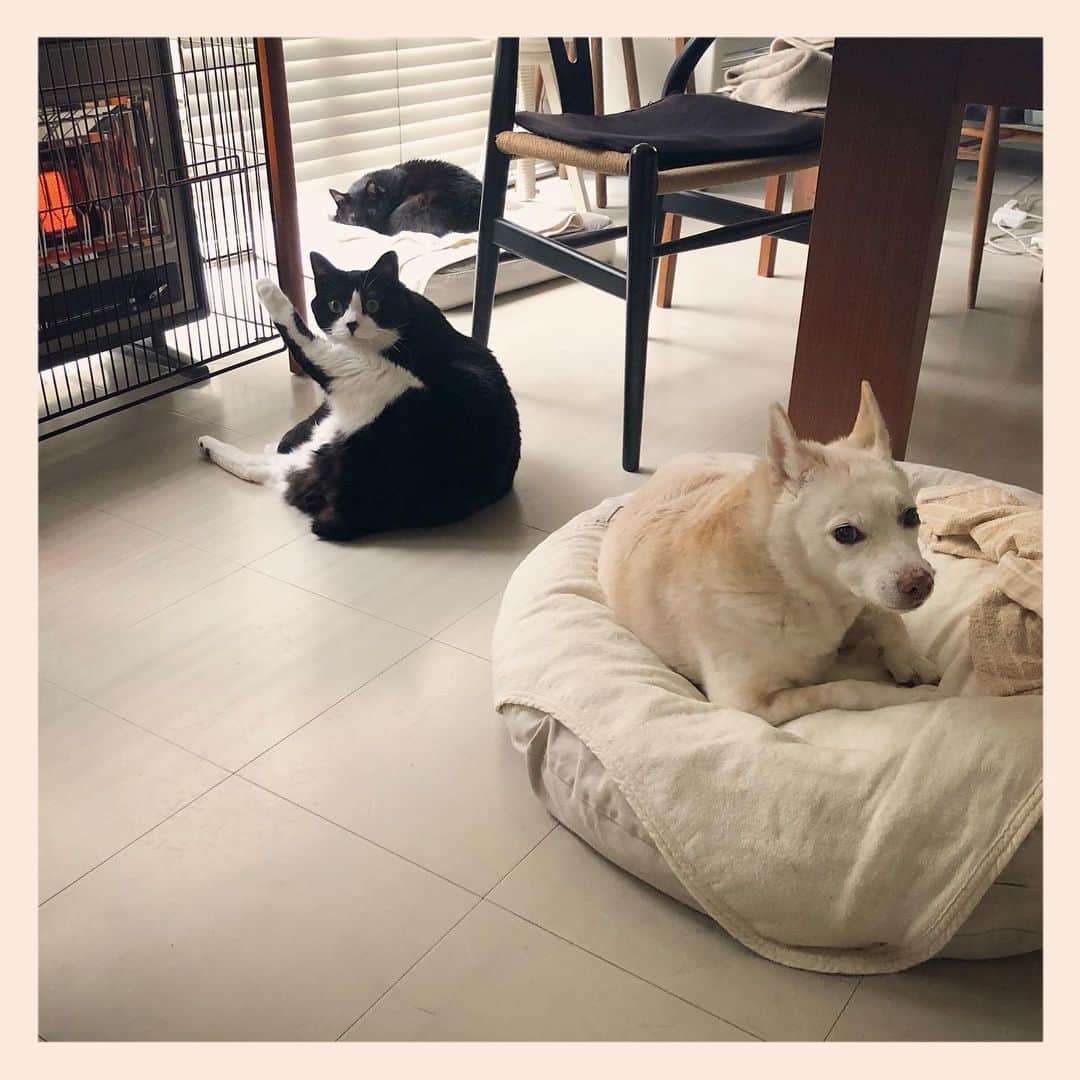 パンといっぴきのインスタグラム：「#犬と猫 #元保護犬 #元野良猫 #元保護猫 #雑種犬 #白黒猫 #ハチワレ #黒猫 #catanddog #crossbreed #blackandwhitecat #blackcat #tuxedocat」
