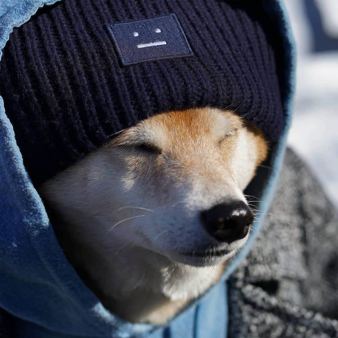 Menswear Dogさんのインスタグラム写真 - (Menswear DogInstagram)「Hide from Monday but make it fashun 😎 Sunglasses: @oliverpeoples  Hoodie: @industryofallnations  Beanie: @acnestudios Herringbone coat: vintage」3月10日 1時08分 - mensweardog