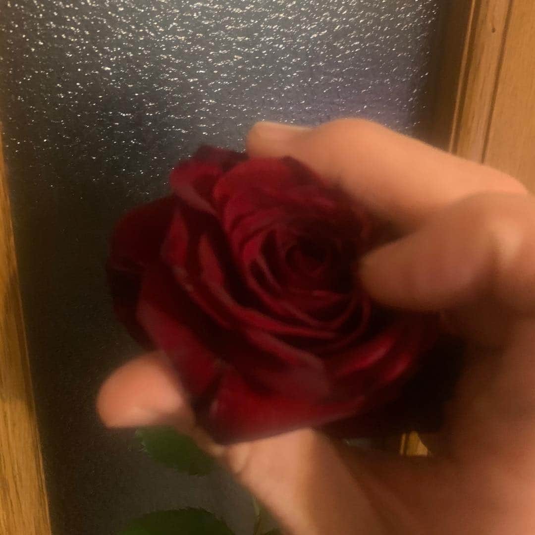 宙也さんのインスタグラム写真 - (宙也Instagram)「薔薇に愛撫。」3月10日 0時59分 - chuya_aquarius