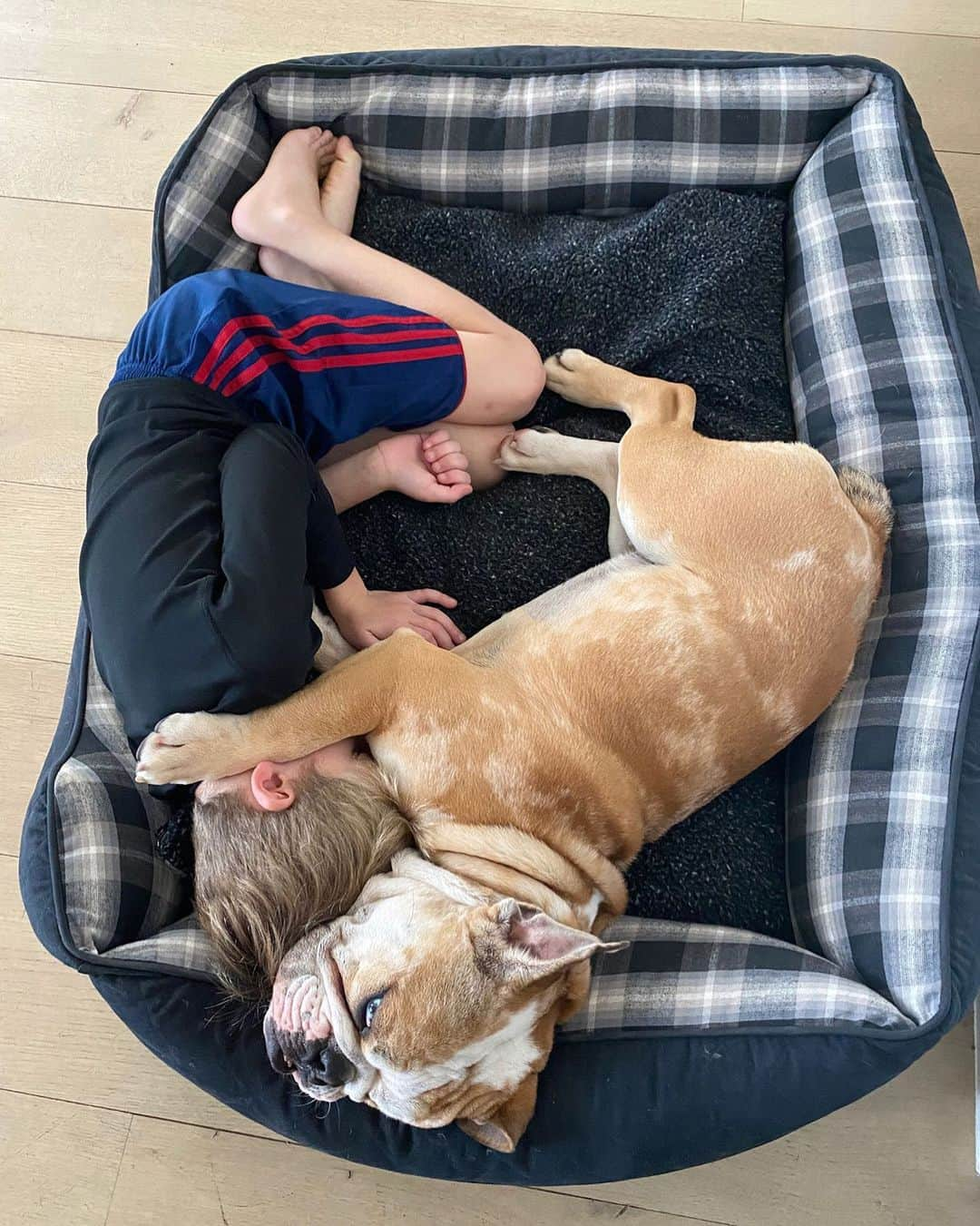 リース・ウィザースプーンさんのインスタグラム写真 - (リース・ウィザースプーンInstagram)「Cuddle puddle! 🥰 #louthebulldog」3月10日 1時01分 - reesewitherspoon