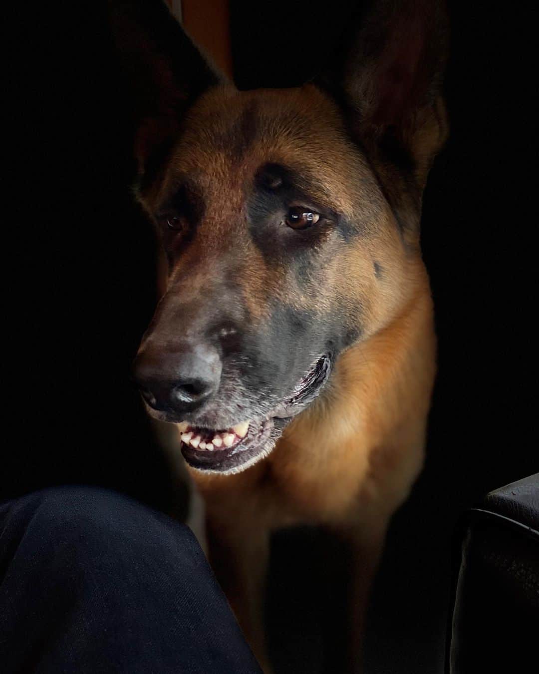 ロバート・パトリックさんのインスタグラム写真 - (ロバート・パトリックInstagram)「Monday #blitz #dogs #germanshepherdsofinstagram #germanshepherd #dog #dogs #mybestfriend #mansbestfriend」3月10日 2時42分 - ripfighter