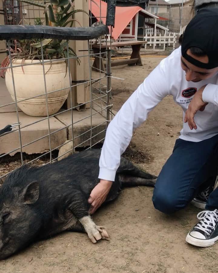 ヴィック・フエンテスのインスタグラム：「And here’s me with some pigs 🐷」