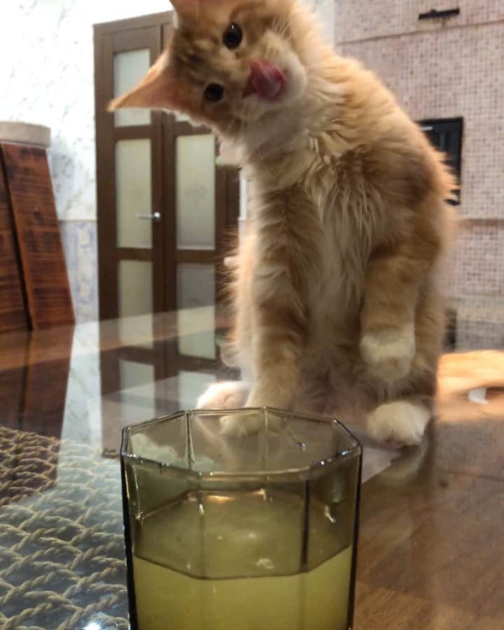 のインスタグラム：「🙄шипит 🐯и злится..😸🐾😻」