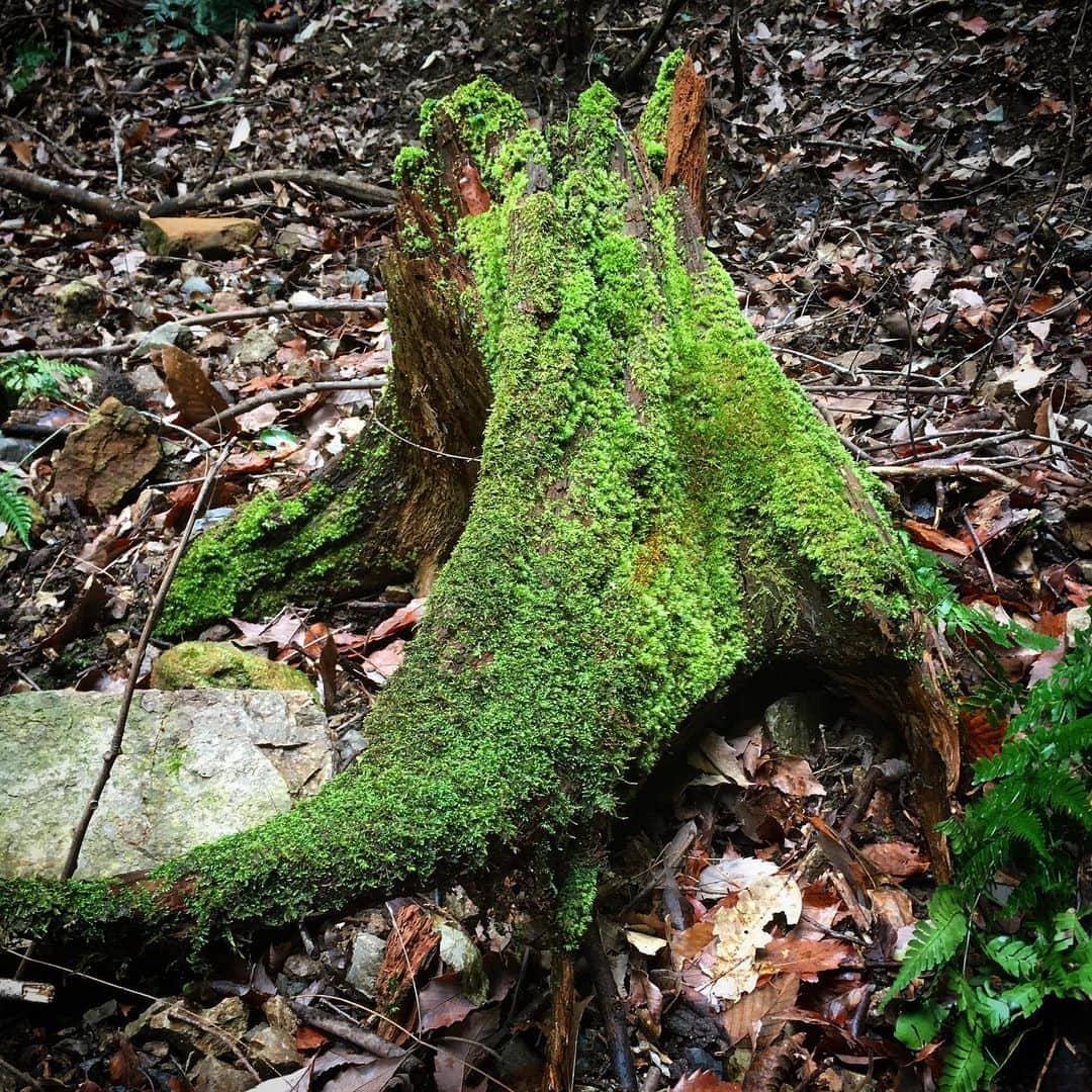 Mosslight-LEDさんのインスタグラム写真 - (Mosslight-LEDInstagram)「倒木更新 Fallen tree update  コケは森のゆりかご Moss is a cradle in the forest」3月10日 6時21分 - mosslight1955