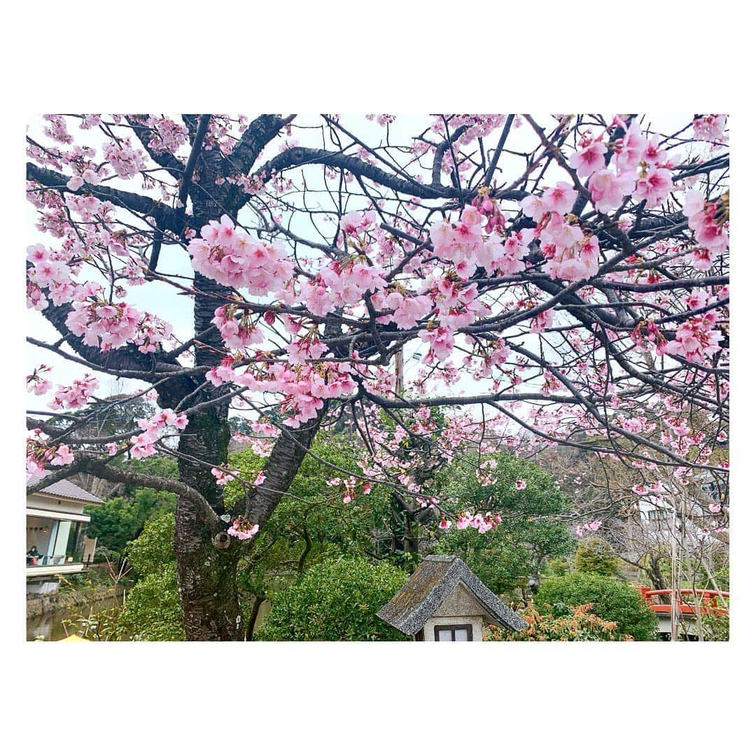 小菅晴香さんのインスタグラム写真 - (小菅晴香Instagram)「・﻿ 最近一気に暖かくなりましたね🎵﻿ ﻿ 先日、地元の近くの鎌倉に行った時に﻿ 早咲きの桜が咲いていました🌸﻿ ﻿ 今年はお花見は難しいなぁと残念ですが、﻿ こうして歩いているときに見かけると﻿ やはり嬉しくなりますね🥺✨﻿ ﻿ 早く収束しますように…🌿﻿ ﻿ 写真2枚目以降は、﻿ このところお世話になった衣装です✨﻿ ﻿ 春らしい色やブラウス類が﻿ 増えてきています🐝💛﻿ ﻿ ﻿ ﻿ ﻿ #oha4newslive #oha4 #おはよん #衣装 #poolstudioalivier #nostalgia #小菅晴香 #フリーアナウンサー #セントフォース」3月10日 17時24分 - haruka.kosuge