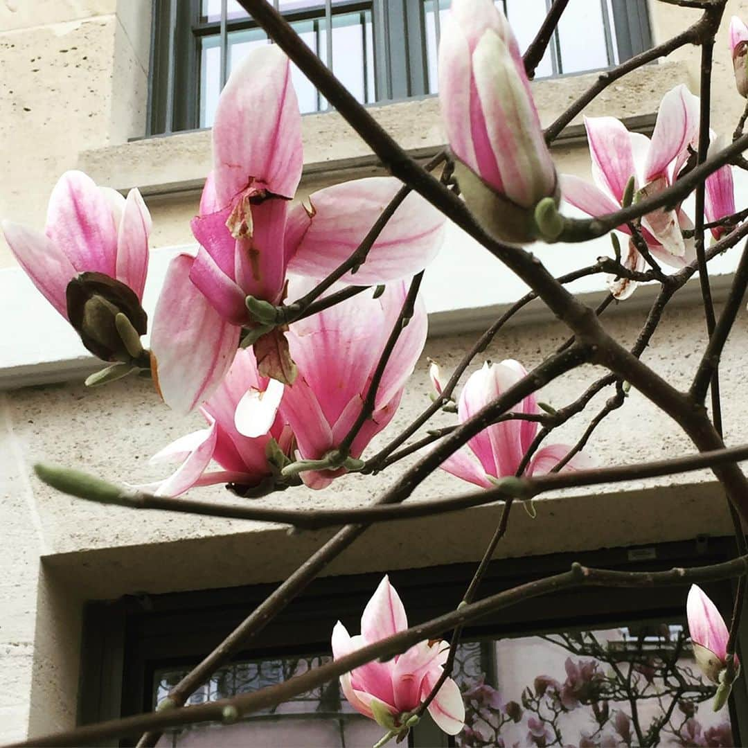 大森美希さんのインスタグラム写真 - (大森美希Instagram)「春の予感🌸  #木蓮 #magnolia #blooms #paris #spring #springiscoming #printemps #fleur #color #couleur #parislife #parislifestyle #木蓮の花 #春 #春よ来い #春の予感 #パリ #パリ散歩 #パリところどころ #パリの街角 #パリ生活 #花のある生活 #海外生活 #植物のある生活」3月10日 8時27分 - mikiomori_