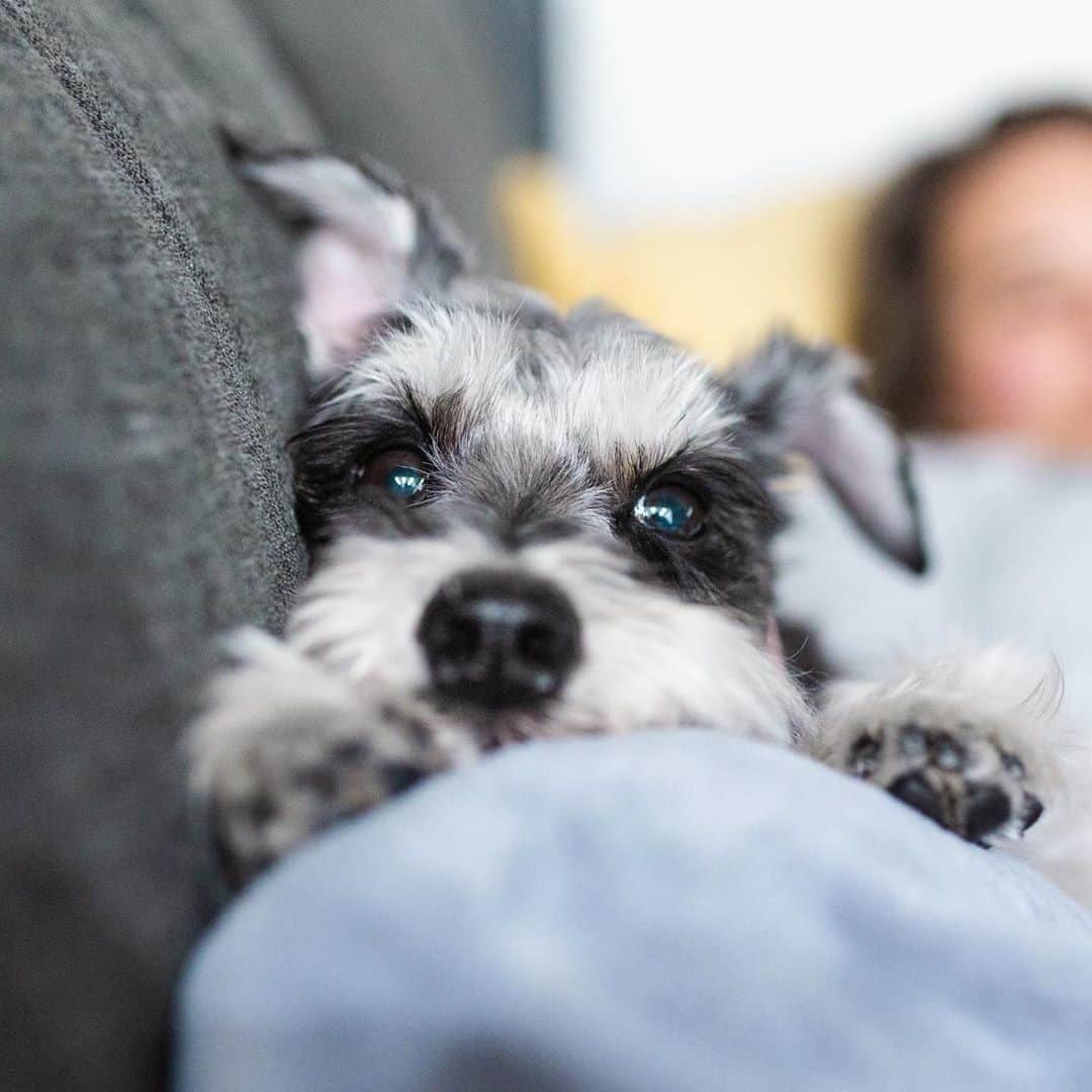 Remix the Dogのインスタグラム：「Boop for good luck.」